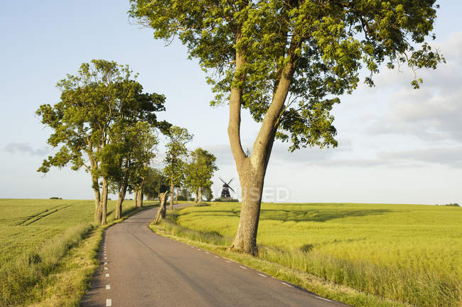 Focused 188154252-stock-photo-rural-road-green-landscape-trees.jpg